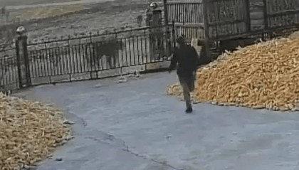 虎、熊、野猪……2024年末为何如此多猛兽下山？