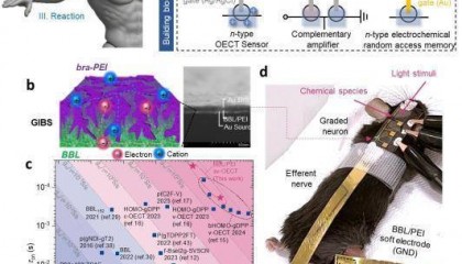 西安交大科研人员开发出可化学调控的人工神经
