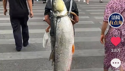 重庆一男子钓上79斤鳡鱼后,背着鱼在闹市当“显眼包”穿行20分钟,本人:有1.64米长