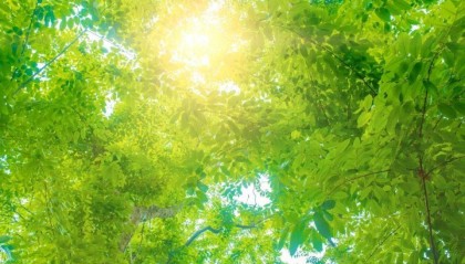 趣说三伏：三伏金藏暑正隆，火云万里日轮红