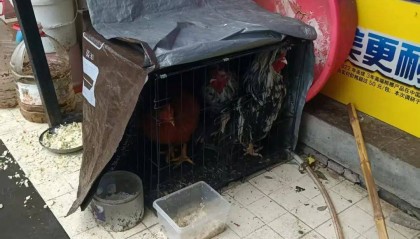 凌晨打鸣到天亮！长沙一小区超市养4只公鸡邻居难入睡，回应：尽快吃掉