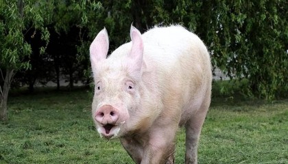 生猪价格红似火，中国养猪网涨价潮来袭？