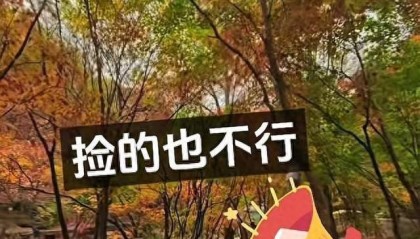 辽宁一景区禁止游客捡枫叶，手持枫叶也不行，工作人员：为保护自然环境