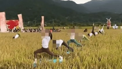 媒体:稻田开镰仪式,表演哪门子瑜伽?