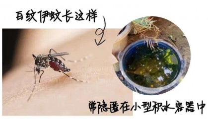 全球“最毒”的蚊子为何批量北上?专家揭示白纹伊蚊北迁祸因及防蚊绝招