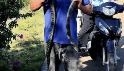 致命误判!男子将“乌梢蛇”挂脖玩耍被咬身亡,原来竟是眼镜王蛇!科普博主:二者外观有明显区别