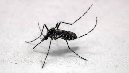 基孔肯雅热有什么症状？