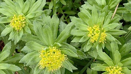 时隔30余年 黑龙江再发现国家二级保护野生植物莼菜