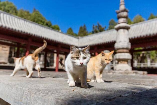 热闻|“悟空”火爆全网，36个取景地也火了！济南“猫猫寺”也是取景地，网友：快接住这泼天的富贵