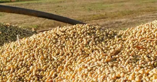 沙利文:美国的全球品牌被冲进马桶