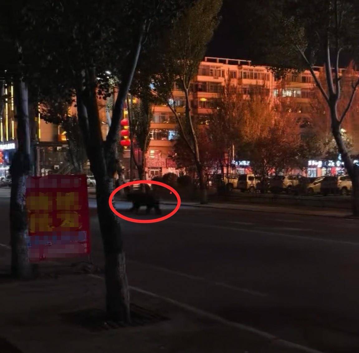 大黑熊夜里独闯黑龙江一县城闹市区，警方连开10多枪击毙，回应为何没用麻醉枪