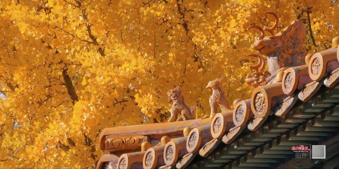 银杏金黄!铺满焦作的秋天!