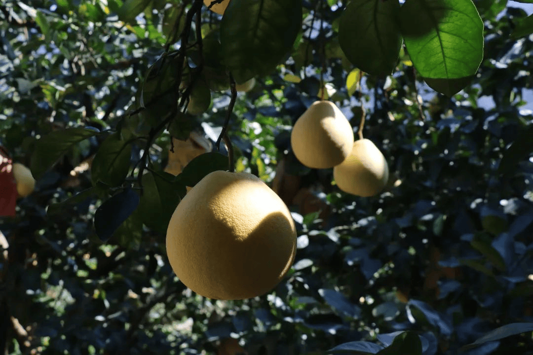 霜降至,气温会有反转吗?