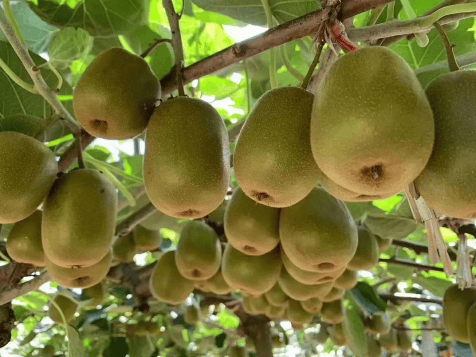 霜降至,气温会有反转吗?